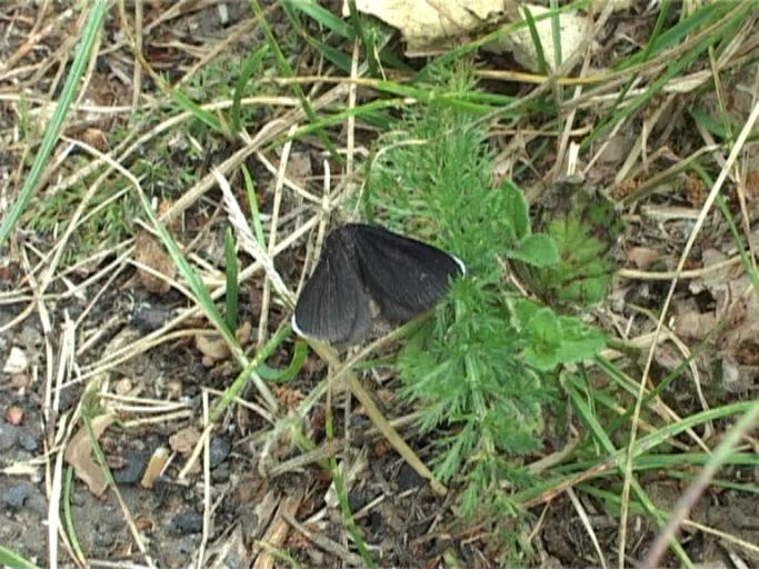 Schwarzspanner ( Odezia atrata ) : Nettersheim/Urfttal, Eifel, 30.06.2006